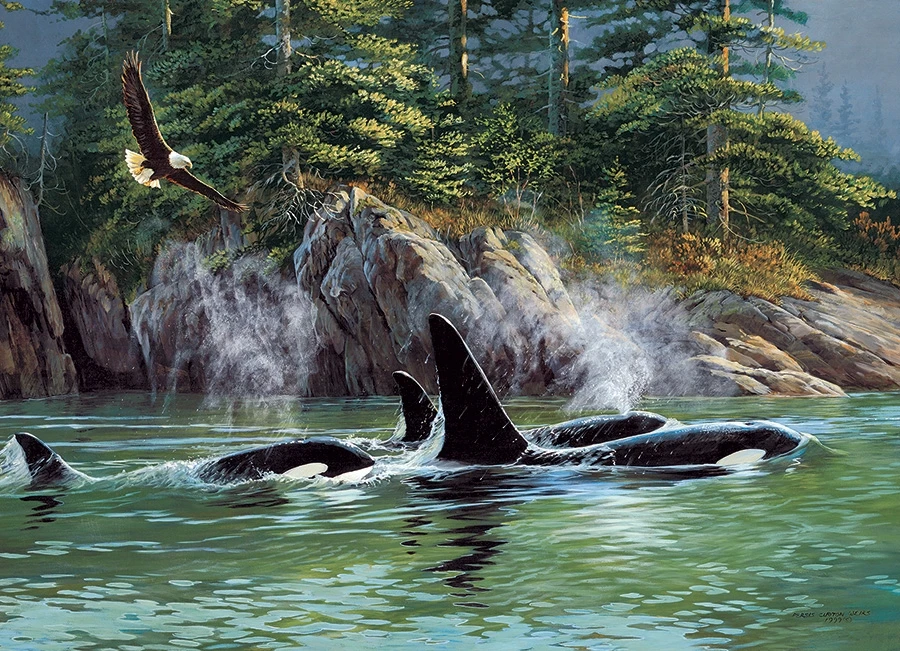 1000 pc Orcas