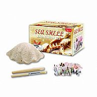 Sea Shell Excavation Kit