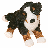 Miranda Bernese Mountain Dog